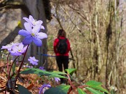 Monte Zucco ad anello fiorito da S. Antonio ABB. via Sonzogno-12 marzo 2026-FOTOGALLERY